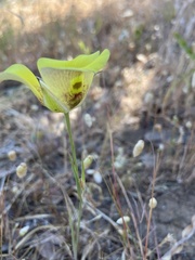 Calochortus superbus