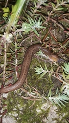 Limax millipunctatus