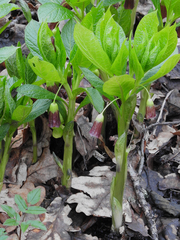 Scopolia carniolica