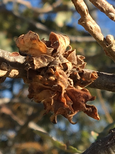 iNaturalist observation photo of Rosette-Gall Wasp