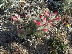 Echium albicans