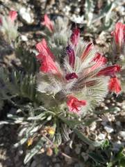 Echium albicans