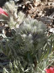 Echium albicans