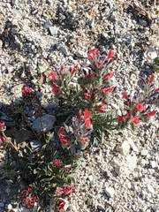 Echium albicans