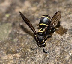 Pseudopolybia compressa