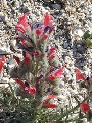 Echium albicans