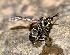 Pseudopolybia compressa