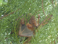 Lasiurus blossevillii
