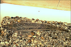 Pseudaphritis urvillii