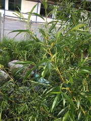 Salix × fragilis vitellina