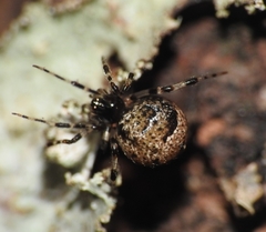 Cryptachaea blattea