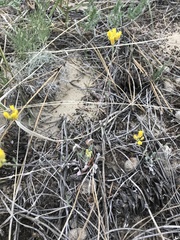 Draba nemorosa