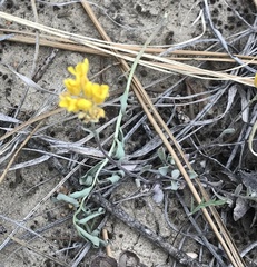 Draba nemorosa