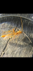 Ophion obscuratus