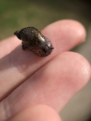 Spotted Ambersnail
