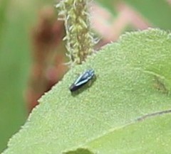 Graphocephala lugubris