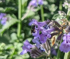 Zadontomerus