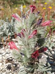 Echium albicans
