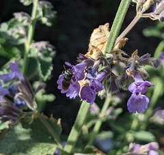 Zadontomerus