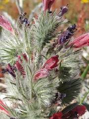 Echium albicans