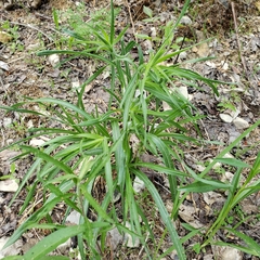 Liatris squarrosa