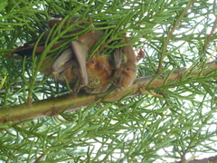 Lasiurus blossevillii