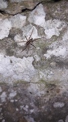Liocranum