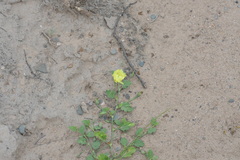 Cienfuegosia hispida