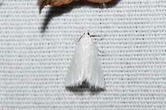 Leptosteges vestaliella