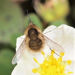 Bombylius