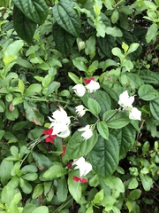 Clerodendrum thomsoniae