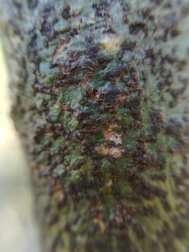 Trypethelium carolinianum image