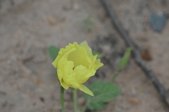 Cienfuegosia hispida