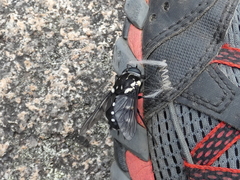Triclista guttata