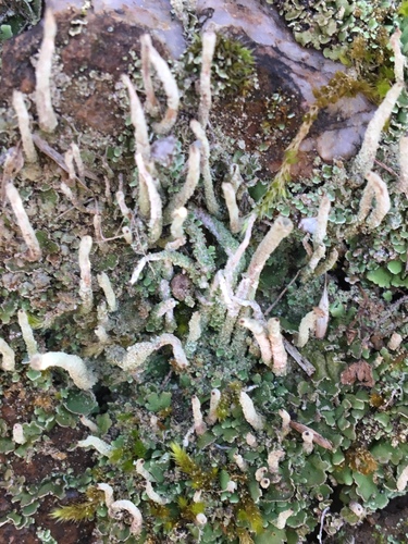 iNaturalist observation photo of pixie cup and reindeer lichens