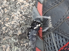 Triclista guttata