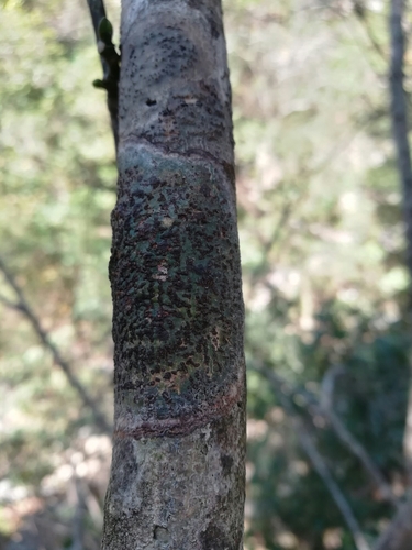Trypethelium carolinianum image