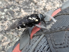Triclista guttata
