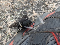 Triclista guttata