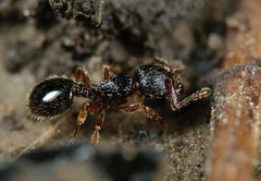 Myrmecina graminicola