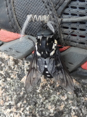 Triclista guttata