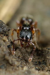 Myrmecina graminicola