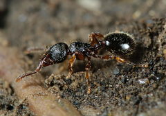 Myrmecina graminicola