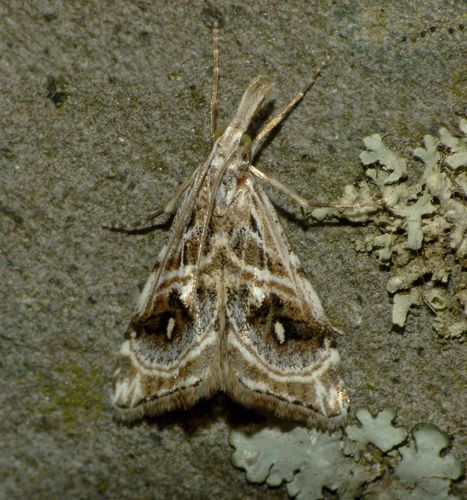 Gadira acerella Walker, 1866