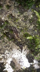 Clausilia