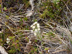 Antennaria dioica