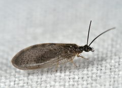 Sympherobius elegans
