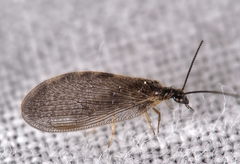Sympherobius elegans