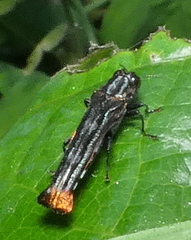 Agrilus pyrosurus
