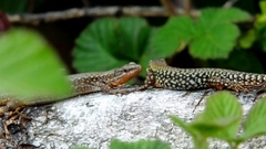 Podarcis muralis
